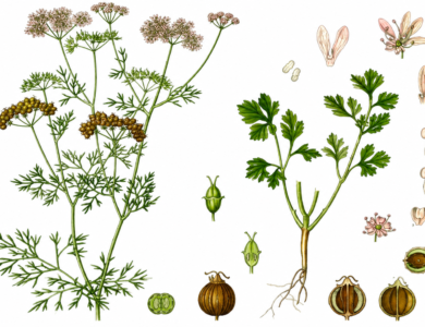 New Standards Set For Coriander, Curry Leaves And Cardamom