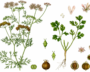 New Standards Set For Coriander, Curry Leaves And Cardamom
