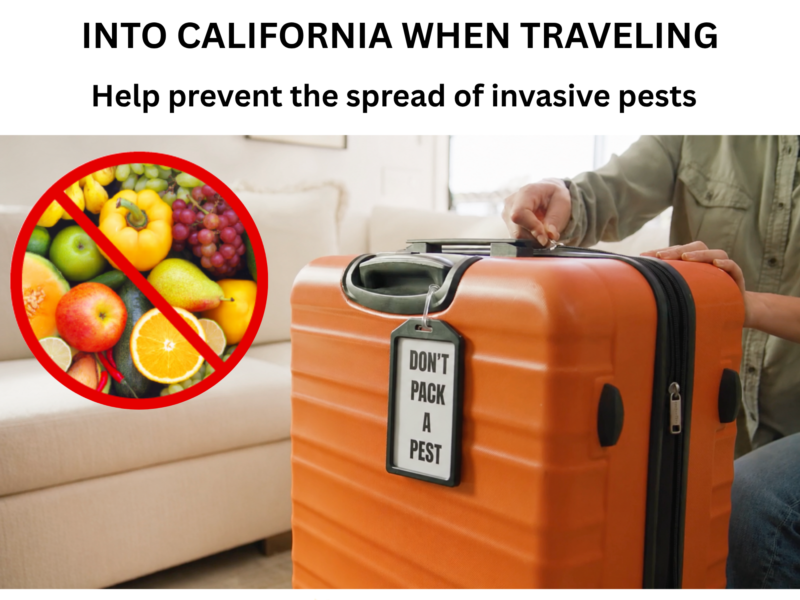 As Summer Travel And CA Tourism Increase, Officials Remind Travelers: Don’t Pack A Pest