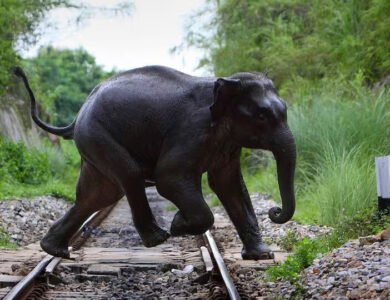 AI Preventing Elephant Deaths On Indian Rail Tracks