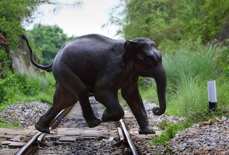 AI Preventing Elephant Deaths On Indian Rail Tracks