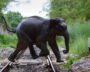 AI Preventing Elephant Deaths On Indian Rail Tracks