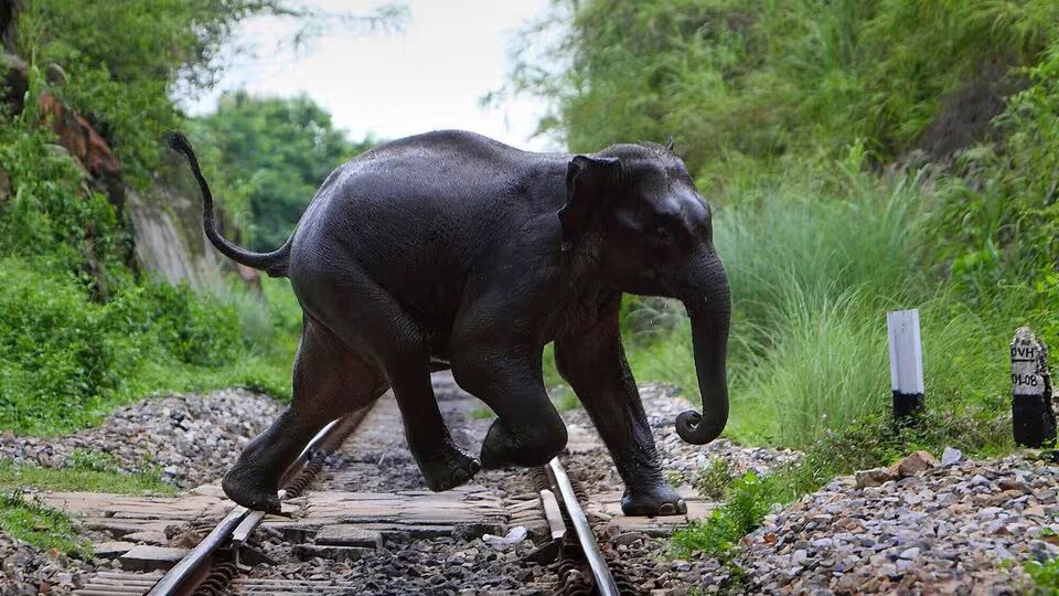 AI Preventing Elephant Deaths On Indian Rail Tracks