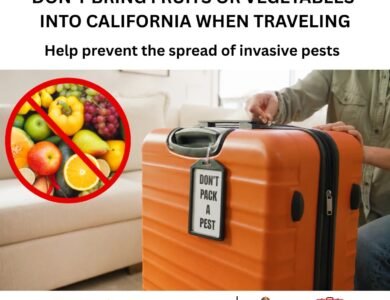 As Summer Travel And CA Tourism Increase, Officials Remind Travelers: Don’t Pack A Pest