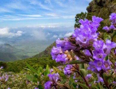 Rare Neelakurinji Blooms, Draws Crowds, Govt. Imposes Visitor Curbs