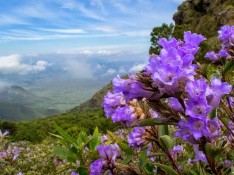 Rare Neelakurinji Blooms, Draws Crowds, Govt. Imposes Visitor Curbs