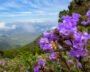 Rare Neelakurinji Blooms, Draws Crowds, Govt. Imposes Visitor Curbs