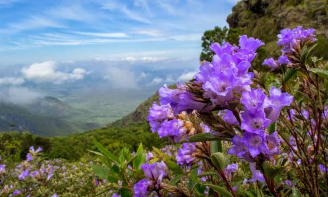 Rare Neelakurinji Blooms, Draws Crowds, Govt. Imposes Visitor Curbs