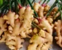 Wellness - Healing With Ginger