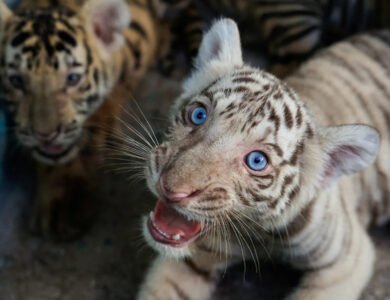 Rare White Bengal Tiger Cub Among Four Born In Cuba Zoo