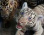 Rare White Bengal Tiger Cub Among Four Born In Cuba Zoo