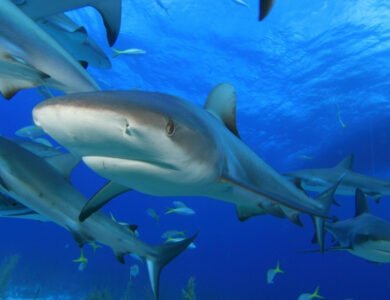 India Is Using Digital Technology To Improve Shark Conservation