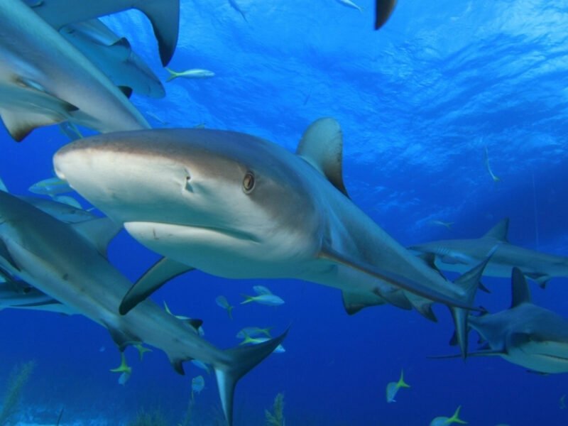 India Is Using Digital Technology To Improve Shark Conservation