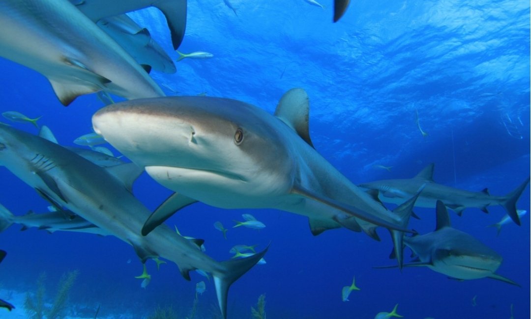 India Is Using Digital Technology To Improve Shark Conservation