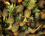 Tripura’s Queen Pineapple