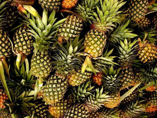 Tripura’s Queen Pineapple