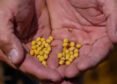 US, India Partner On AI-Powered Soybean Research Project