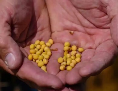 US, India Partner On AI-Powered Soybean Research Project