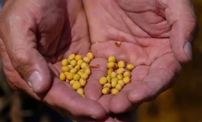 US, India Partner On AI-Powered Soybean Research Project