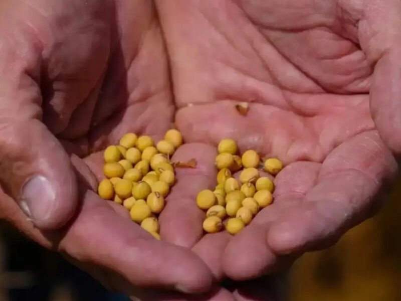 US, India Partner On AI-Powered Soybean Research Project
