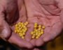 US, India Partner On AI-Powered Soybean Research Project