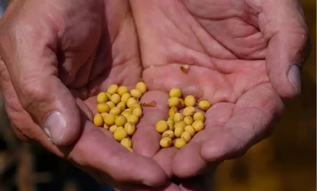 US, India Partner On AI-Powered Soybean Research Project