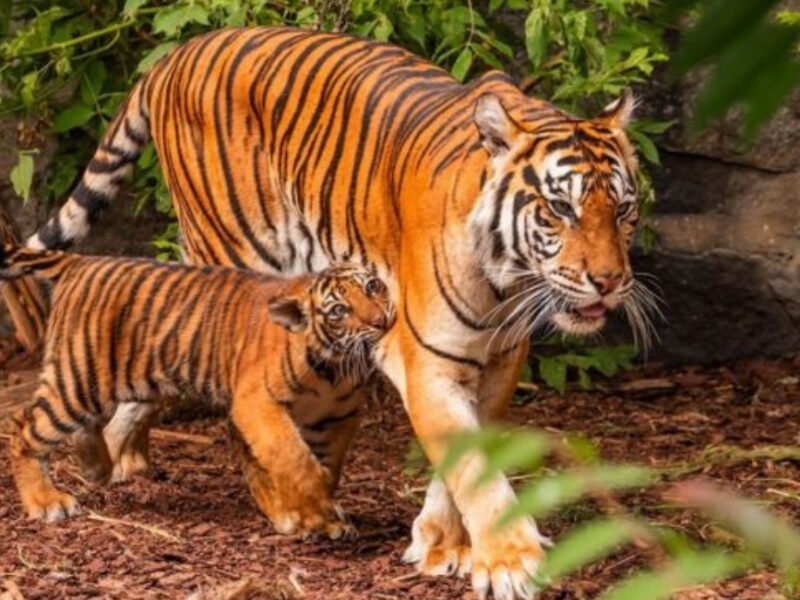 India Is Home To Nearly 70% Of The World's Tigers