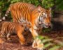 India Is Home To Nearly 70% Of The World's Tigers
