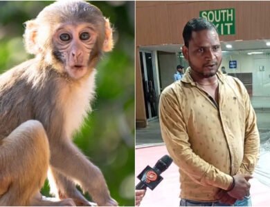Monkeys vs. Badminton: Delhi's Challenge Before The World Championships