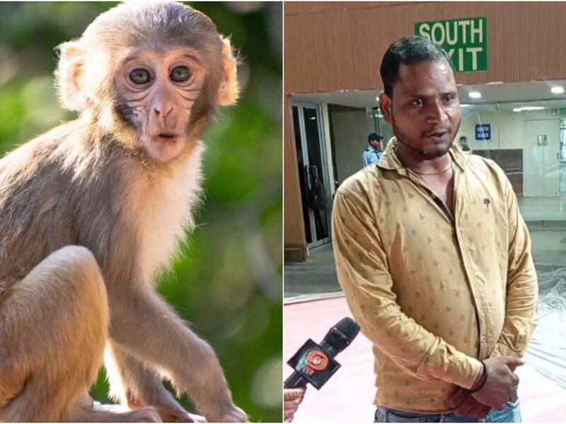 Monkeys vs. Badminton: Delhi's Challenge Before The World Championships