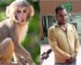 Monkeys vs. Badminton: Delhi's Challenge Before The World Championships