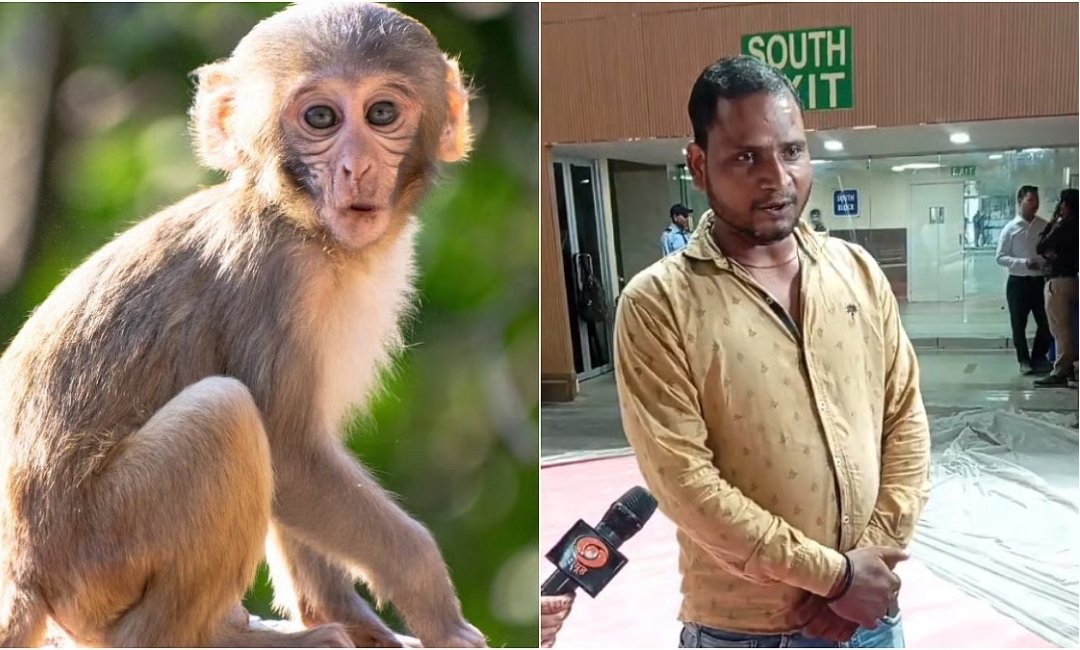 Monkeys vs. Badminton: Delhi's Challenge Before The World Championships