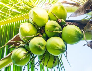 India’s Coconut Story Is Bigger Than Just Coconuts