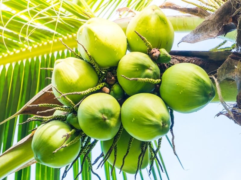 India’s Coconut Story Is Bigger Than Just Coconuts