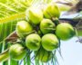 India’s Coconut Story Is Bigger Than Just Coconuts