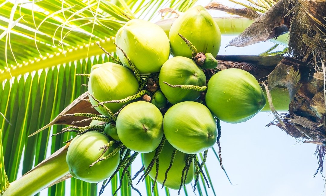 India’s Coconut Story Is Bigger Than Just Coconuts
