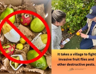 California’s Fruit Fly Fight: The Tiny Invaders That Can Ruin Your Backyard