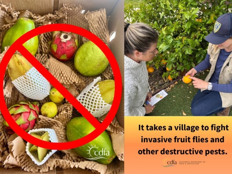 California’s Fruit Fly Fight: The Tiny Invaders That Can Ruin Your Backyard