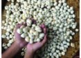 India Exports Over 7,000 Tons Of Makhana To US, Middle East