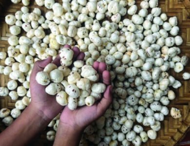 India Exports Over 7,000 Tons Of Makhana To US, Middle East
