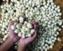 India Exports Over 7,000 Tons Of Makhana To US, Middle East
