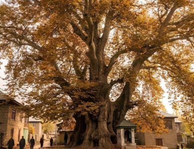 650-Year-Old Chinar In Kashmir Among Asia’s Oldest