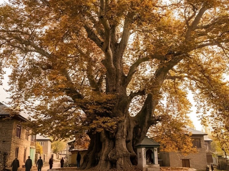 650-Year-Old Chinar In Kashmir Among Asia’s Oldest