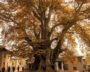 650-Year-Old Chinar In Kashmir Among Asia’s Oldest