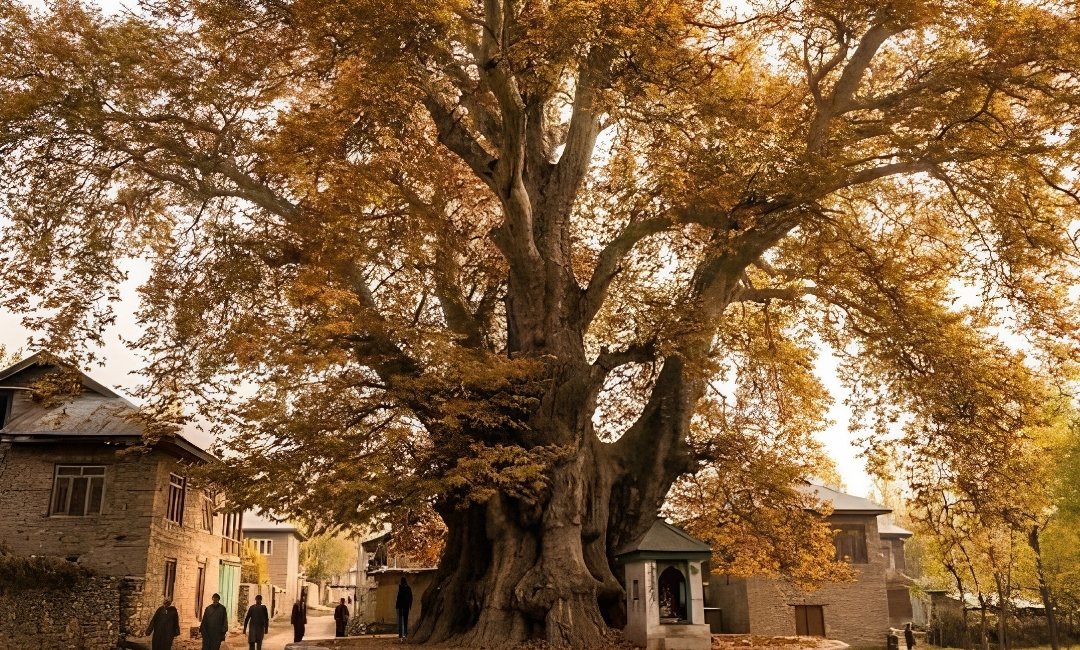650-Year-Old Chinar In Kashmir Among Asia’s Oldest