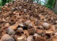 India Turns Coconut Waste Into Businesses And Rural Growth