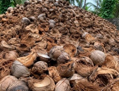 India Turns Coconut Waste Into Businesses And Rural Growth