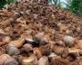 India Turns Coconut Waste Into Businesses And Rural Growth