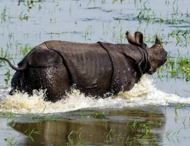 India Joins In Push To Crack Down On Wildlife Crime