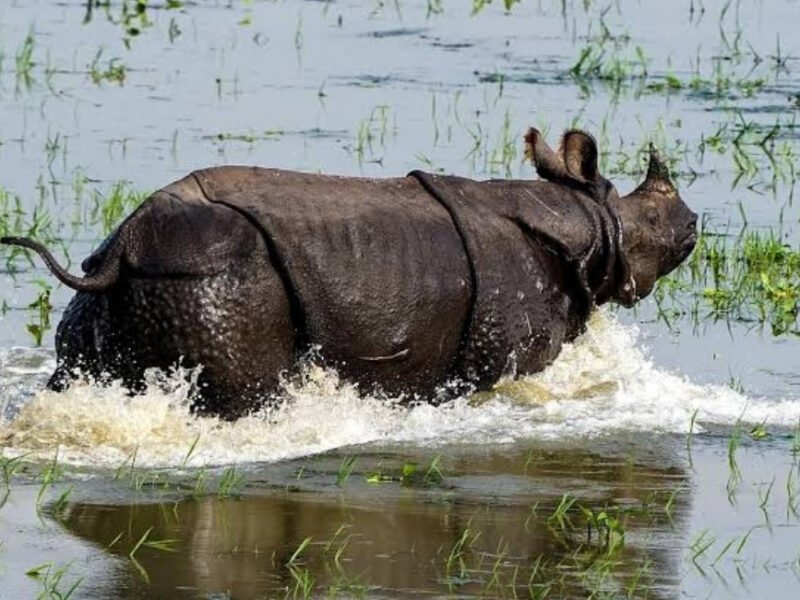 India Joins In Push To Crack Down On Wildlife Crime